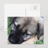 Shepherd Puppy Foto Postkarte (Vorne/Hinten)