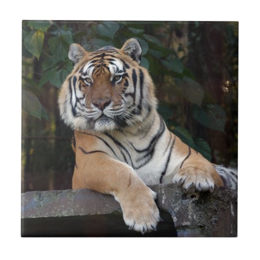 Shere-Khan-b-15 Fliese (Vorderseite)
