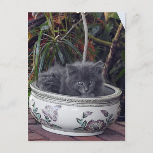 Sherlock Potted Postkarte (Vorderseite)