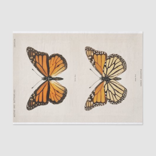 Sherman F. Denton | Monarch Butterfly Seidenpapier (Vorderseite)