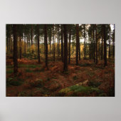 Sherwood Forest Print Poster (Vorne)