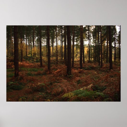 Sherwood Forest Print Poster (Vorne)