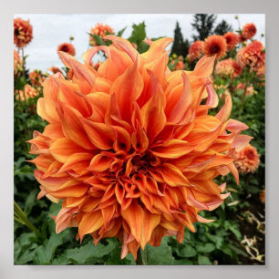 Sherwood-Pfirsich Dahlia Poster