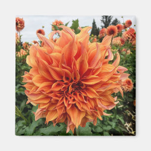 Sherwoods Peach Dahlia Magnet