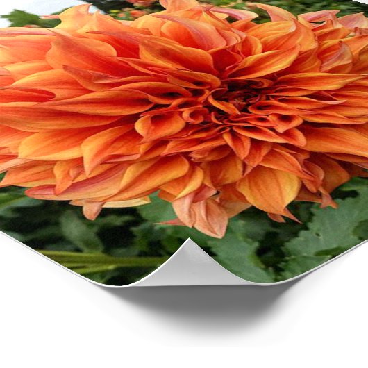 Sherwoods Peach Dahlia Poster (Ecke)