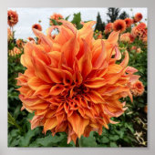 Sherwoods Peach Dahlia Poster (Vorne)