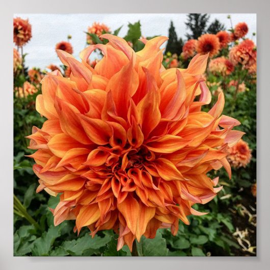 Sherwoods Peach Dahlia Poster (Vorne)