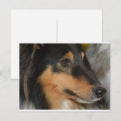 Shet Shet Schwarz-weiß tan head Postkarte (Vorne/Hinten)