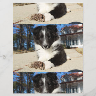 Shet shp Schwarz-Weiß-Welpe Flyer