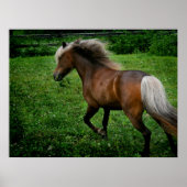 Shetland Pony 2 Poster (Vorne)