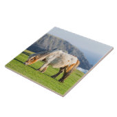 Shetland Pony auf der Alp Piazza della Riforma Fliese (Seite)