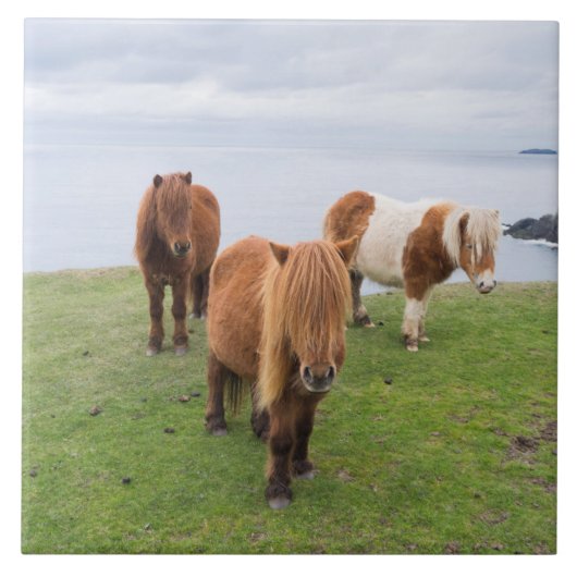 Shetland Pony auf der Alp Piazza della Riforma Fliese (Vorderseite)
