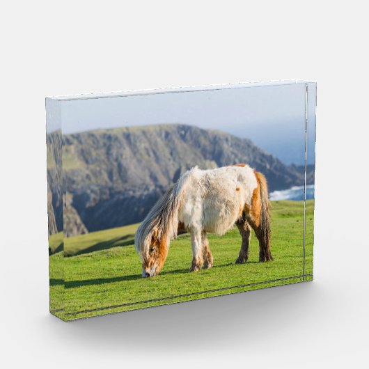 Shetland Pony auf der Alp Piazza della Riforma Fotoblock (Links)