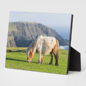 Shetland Pony auf der Alp Piazza della Riforma Fotoplatte (Seite)