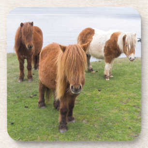 Shetland Pony auf der Alp Piazza della Riforma Getränkeuntersetzer