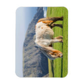 Shetland Pony auf der Alp Piazza della Riforma Magnet (Vertikal)