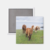 Shetland Pony auf der Alp Piazza della Riforma Magnet (Vorderseite/Rückseite)