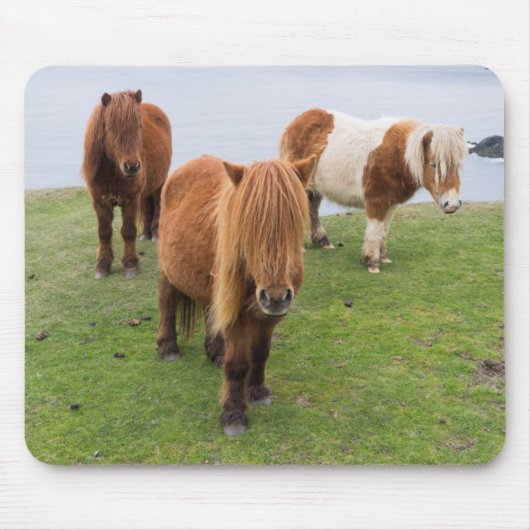 Shetland Pony auf der Alp Piazza della Riforma Mousepad (Vorne)