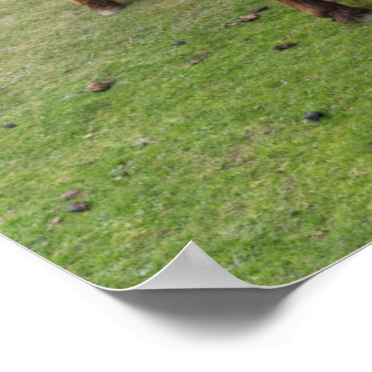 Shetland Pony auf der Alp Piazza della Riforma Poster (Ecke)