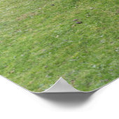 Shetland Pony auf der Alp Piazza della Riforma Poster (Ecke)