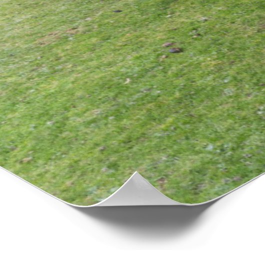 Shetland Pony auf der Alp Piazza della Riforma Poster (Ecke)