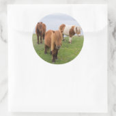 Shetland Pony auf der Alp Piazza della Riforma Runder Aufkleber (Tasche)