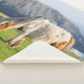 Shetland Pony auf der Alp Piazza della Riforma Sherpadecke (3/4)