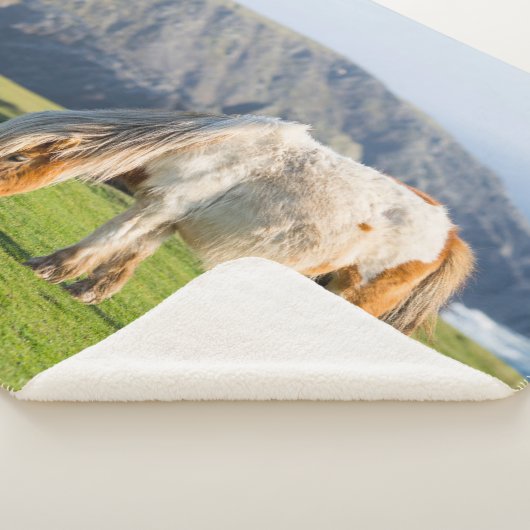 Shetland Pony auf der Alp Piazza della Riforma Sherpadecke (3/4)