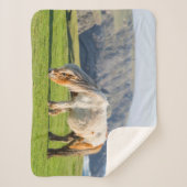 Shetland Pony auf der Alp Piazza della Riforma Sherpadecke (Vorderseite)