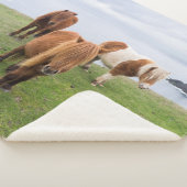 Shetland Pony auf der Alp Piazza della Riforma Sherpadecke (3/4)