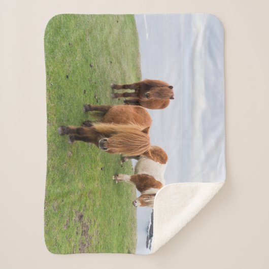 Shetland Pony auf der Alp Piazza della Riforma Sherpadecke (Vorderseite)