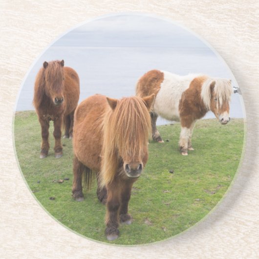 Shetland Pony auf der Alp Piazza della Riforma Untersetzer (Vorne)