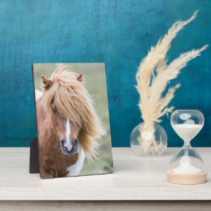 Shetland Pony auf der Insel Unst Fotoplatte