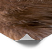 Shetland Pony auf der Insel Unst Poster (Ecke)