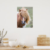 Shetland Pony auf der Insel Unst Poster (Küche)