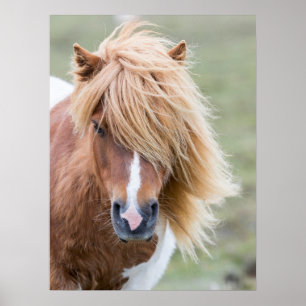 Shetland Pony auf der Insel Unst Poster