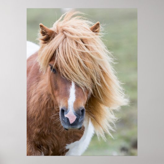 Shetland Pony auf der Insel Unst Poster (Vorne)
