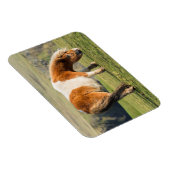 Shetland Pony auf Weideland in der Nähe von hohen  Magnet (Rechte Seite)