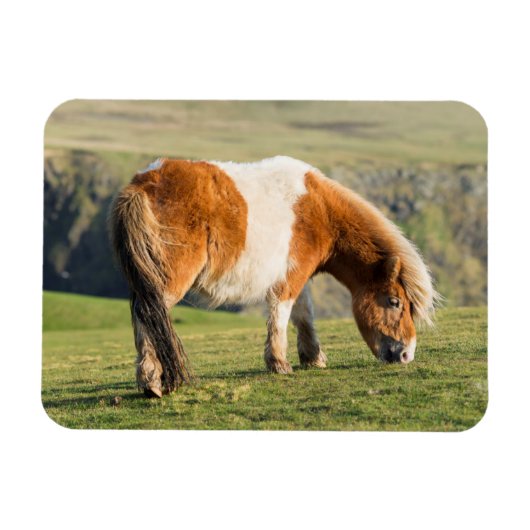 Shetland Pony auf Weideland in der Nähe von hohen  Magnet (Horizontal)