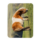 Shetland Pony auf Weideland in der Nähe von hohen  Magnet (Vertikal)