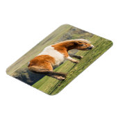 Shetland Pony auf Weideland in der Nähe von hohen  Magnet (Linke Seite)