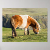 Shetland Pony auf Weideland in der Nähe von hohen  Poster (Vorne)