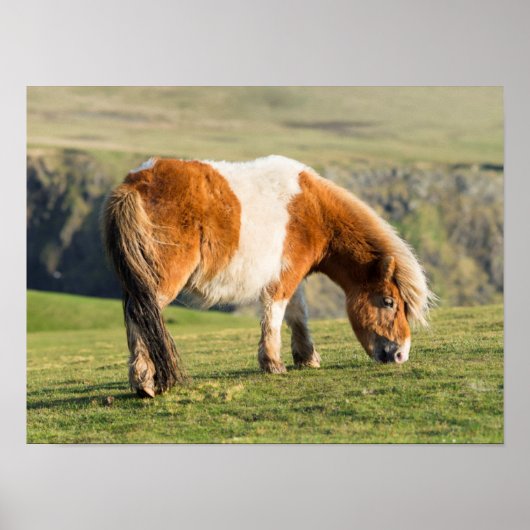 Shetland Pony auf Weideland in der Nähe von hohen  Poster (Vorne)