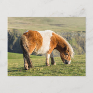 Shetland Pony auf Weideland in der Nähe von hohen  Postkarte