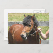 Shetland Pony Design Postkarte (Vorne/Hinten)