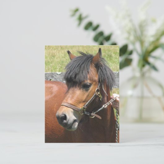 Shetland Pony Design Postkarte (Stehend Vorderseite)