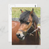 Shetland Pony Design Postkarte (Vorne/Hinten)