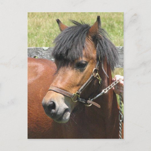 Shetland Pony Design Postkarte (Vorderseite)