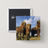 Shetland Pony, Festland Shetland Islands, Button (Vorne & Hinten)