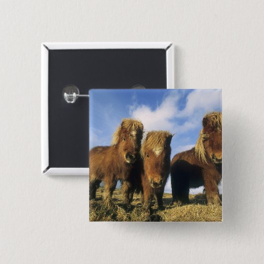 Shetland Pony, Festland Shetland Islands, Button (Vorne & Hinten)